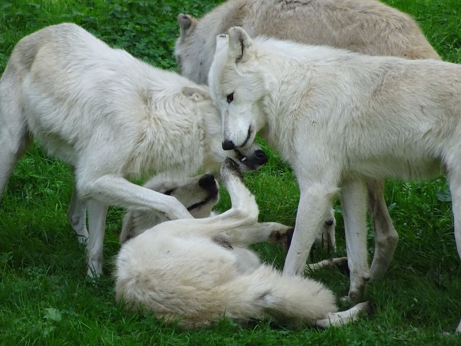 four white wolves playing on grass, pack, nice, animals, nature