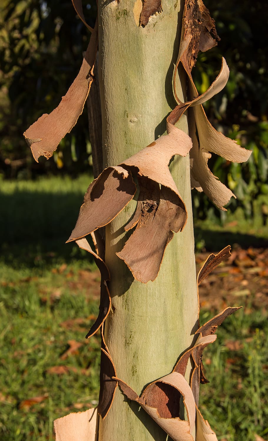 gum tree, bark, peeling, brown, green, eucalypt, trunk, texture HD wallpaper