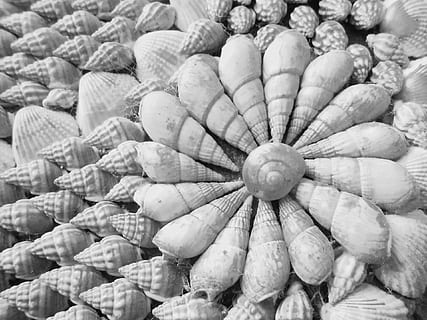 grayscale photo of seashells arranged into floral decor, monochromatic HD wallpaper