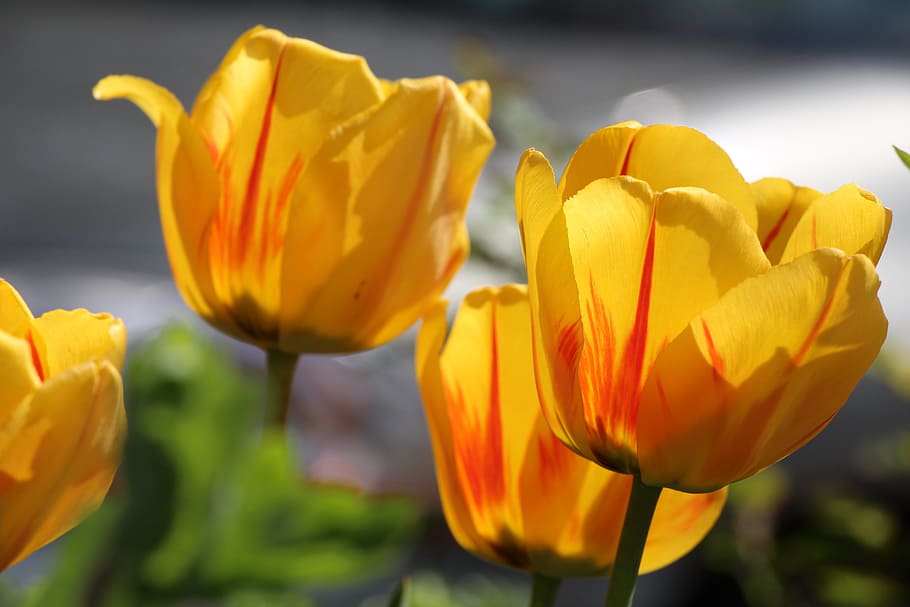 spring, flower, bloom, spring flower, garden, colorful, flowering plant HD wallpaper