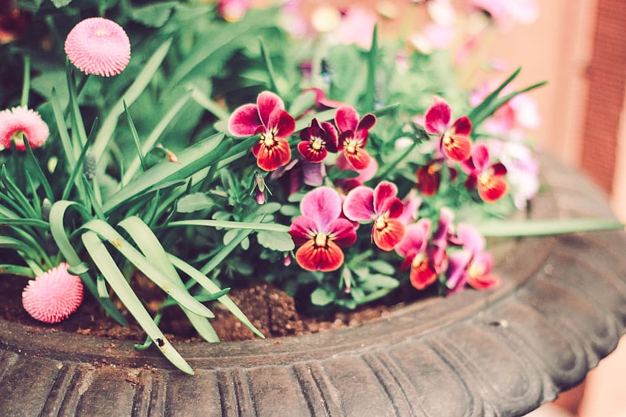 Tilt Lens Photography Of Red Orchid On Pot, bloom, blossom, decoration HD wallpaper