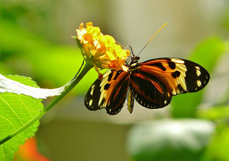 selective focus photography of tiger longwing butterfly perched on yellow petaled flower, HD wallpaper
