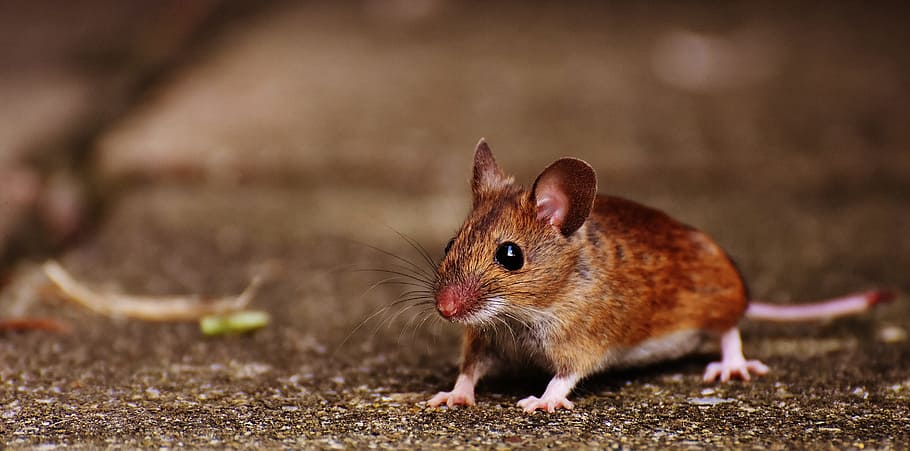 wildlife photography of brown rodent, mouse, cute, mammal, nager, HD wallpaper