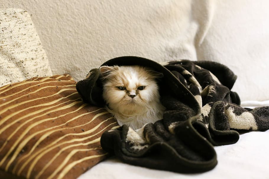 Cat, Pet, Persian, Cold, Snug, Winter, heat, blanket, home HD wallpaper