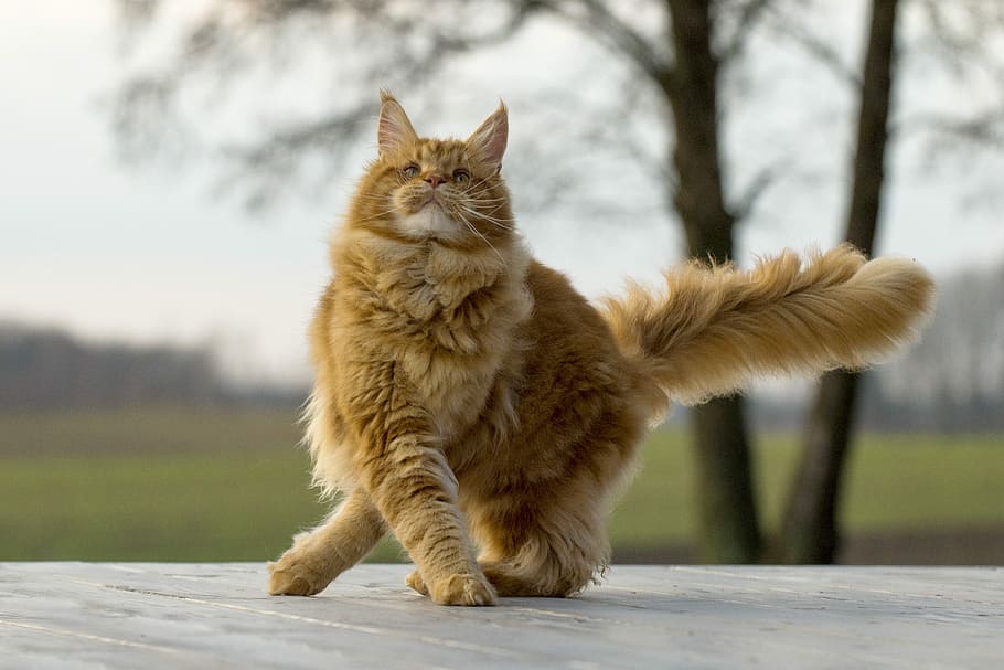 long-fur brown and white cat, cute, winter, nature, mammal HD wallpaper