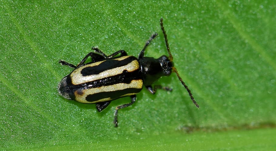 beetle, flea beetle, alligatorweed flea beetle, bug, insect, HD wallpaper