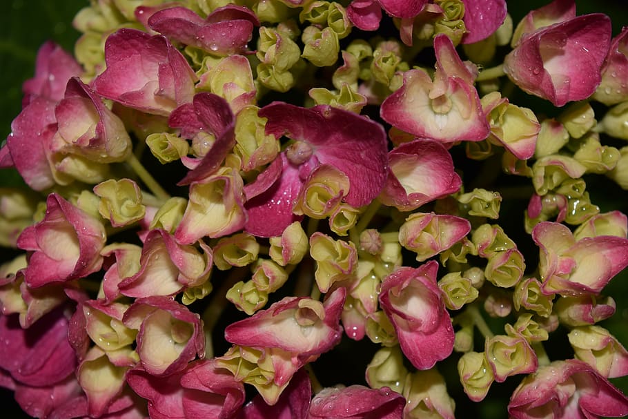 hydrangea, close, background, blossom, bloom, flower, green HD wallpaper