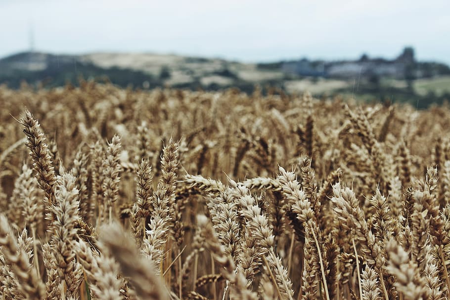 selective focus photography of wheat field, photo of wheat field HD wallpaper