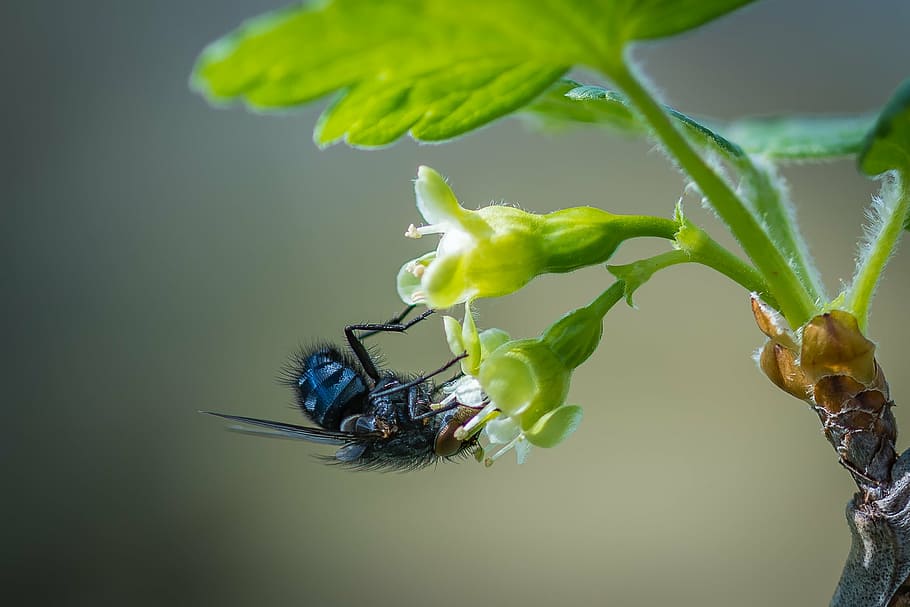 fly, blossom, bloom, bluebottle, blue blowfly, gooseberry flower HD wallpaper