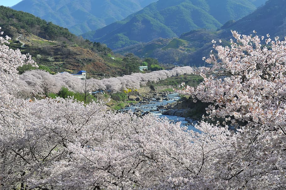 jiri, spring, cherry blossom, mountain, beauty in nature, plant HD wallpaper