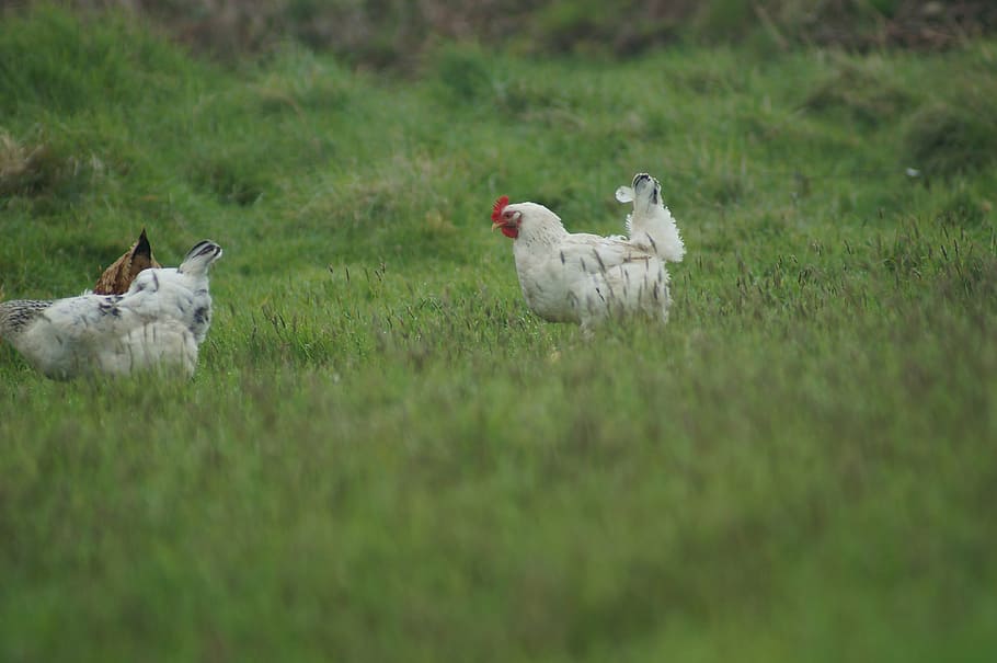 hen, field, farm, group of animals, animal themes, plant, mammal HD wallpaper