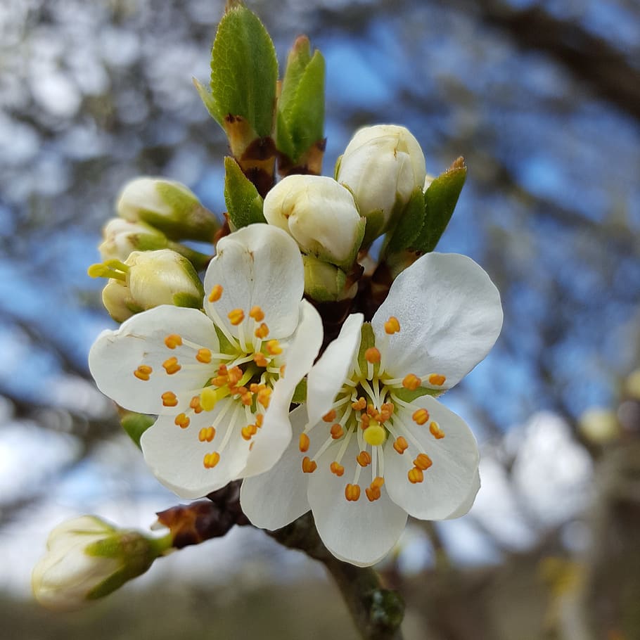 cherry, blossom, spring, white, nature, flower, season, cherry blossom HD wallpaper
