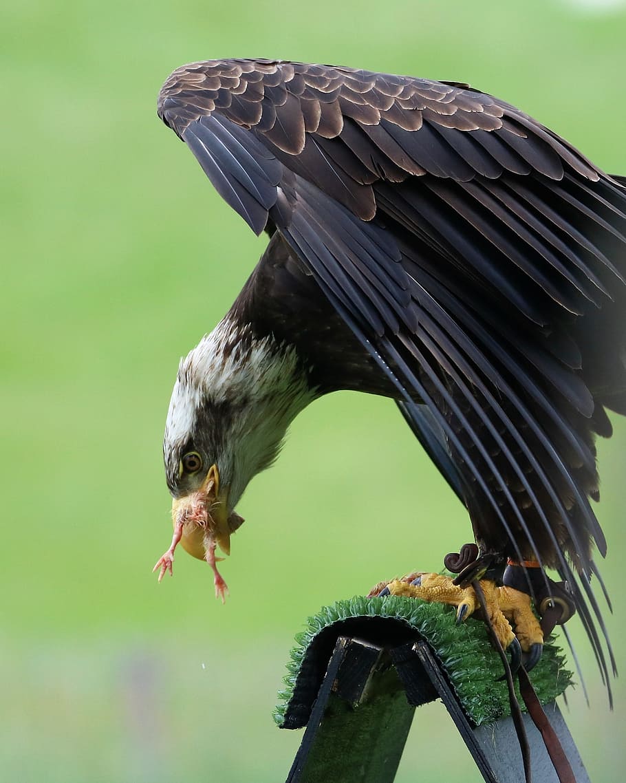 Bald Eagle, Bird, Nature, Raptor, wildlife, animal, avian, predator HD wallpaper