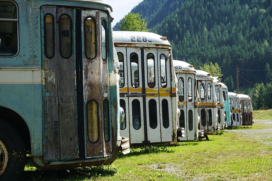 bus, oldtimer, canada, mode of transportation, tree, plant HD wallpaper