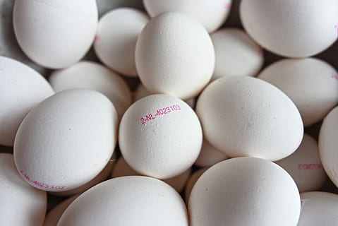 egg, egg stamp, egg mark, egg code, identification stamp, egg identification HD wallpaper