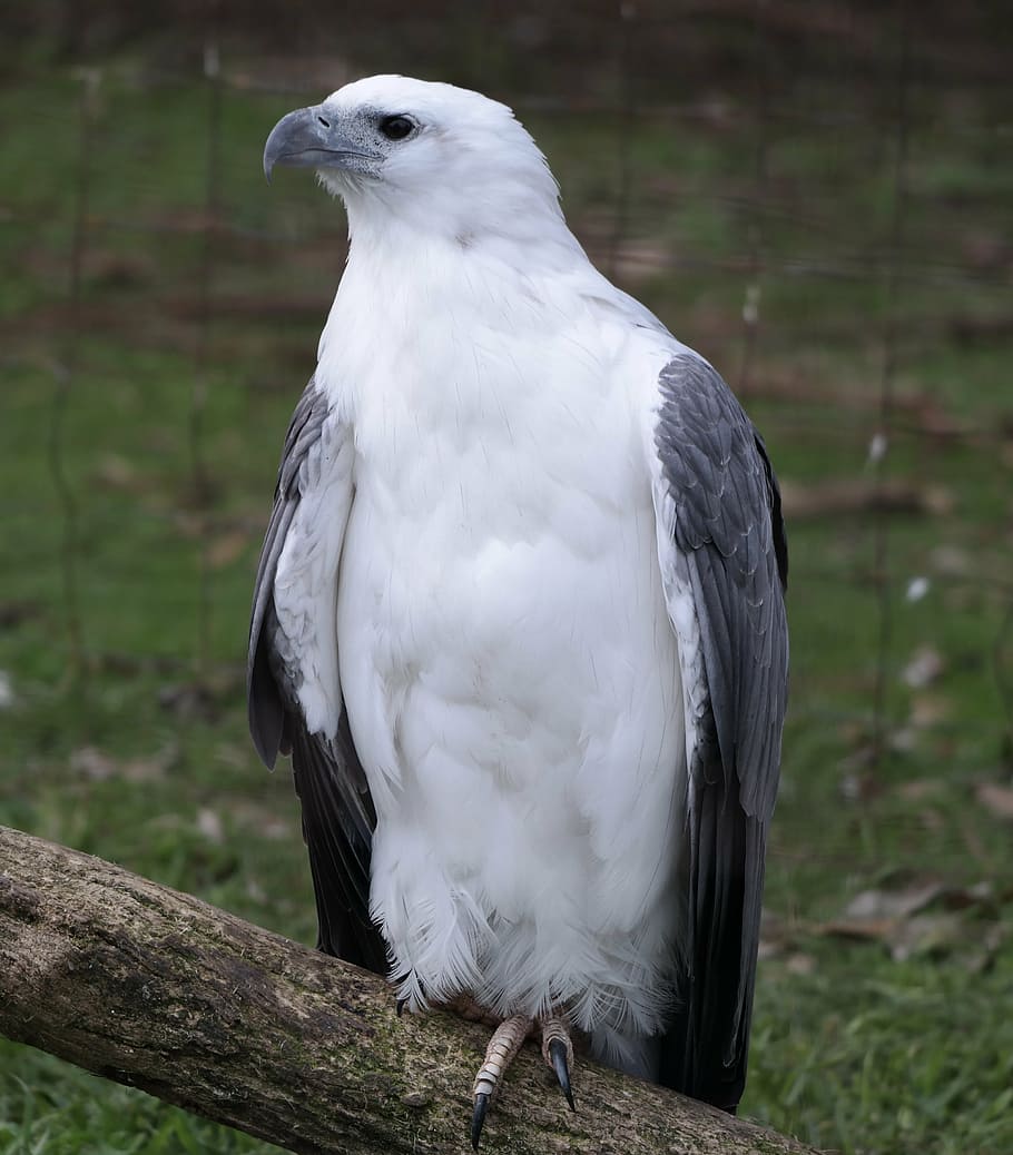 sea eagle, nature, bird, wildlife, beak, vertebrate, animal HD wallpaper
