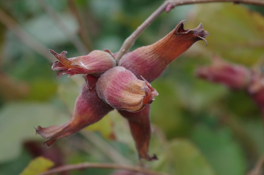 hazel, tree, walnut, close-up, flower, flowering plant, vulnerability HD wallpaper