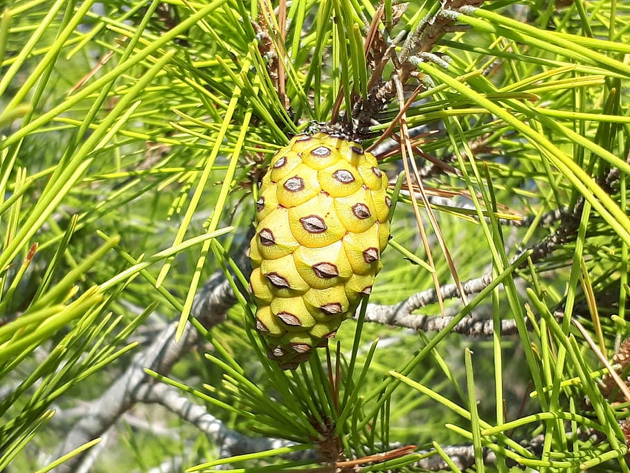 pine cone, cedar, spruce, cones, tree, forest, coniferous tree HD wallpaper