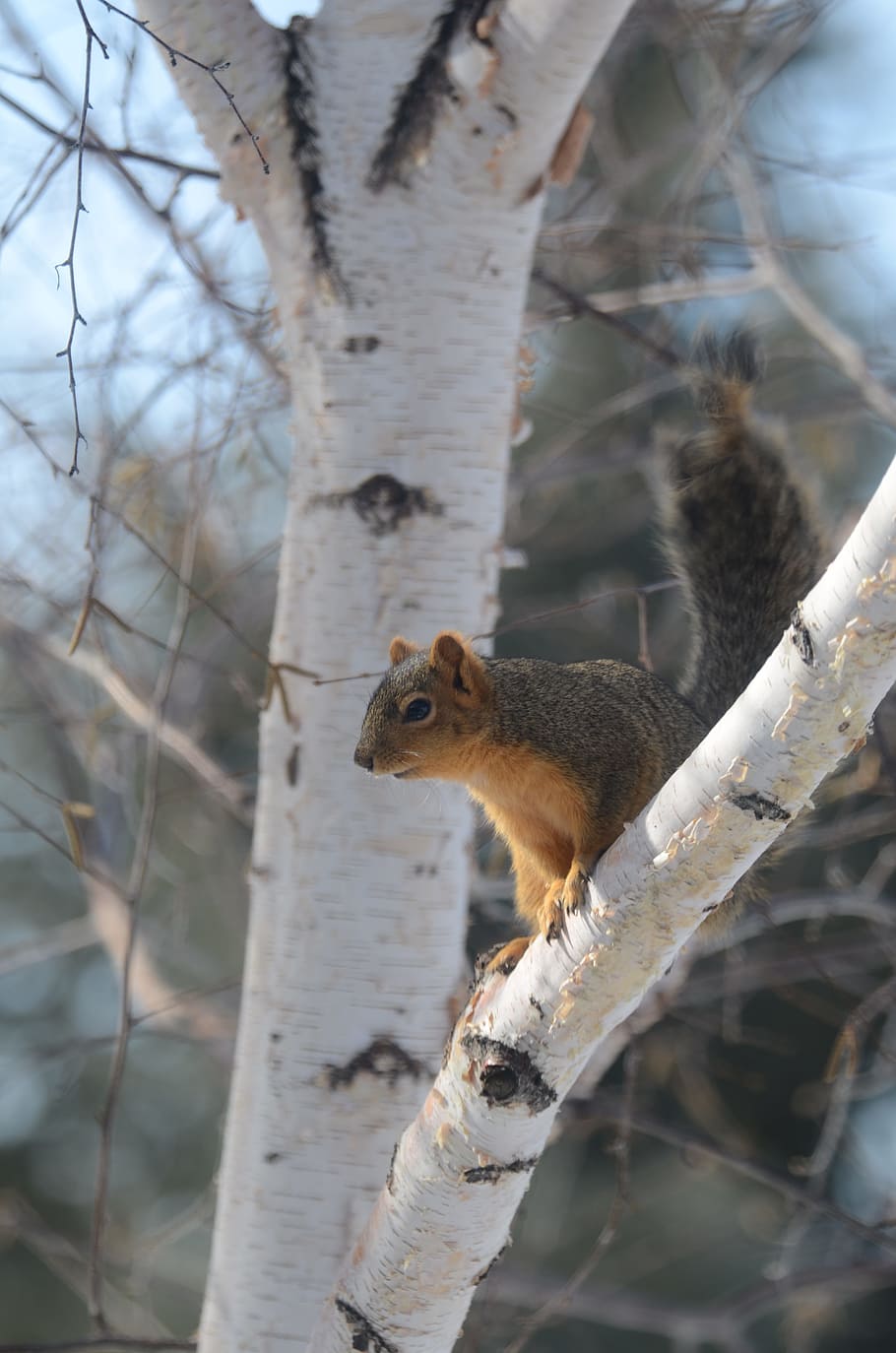 Squirrel, Tree, Animal, Nature, Wildlife, mammal, cute, branch HD wallpaper