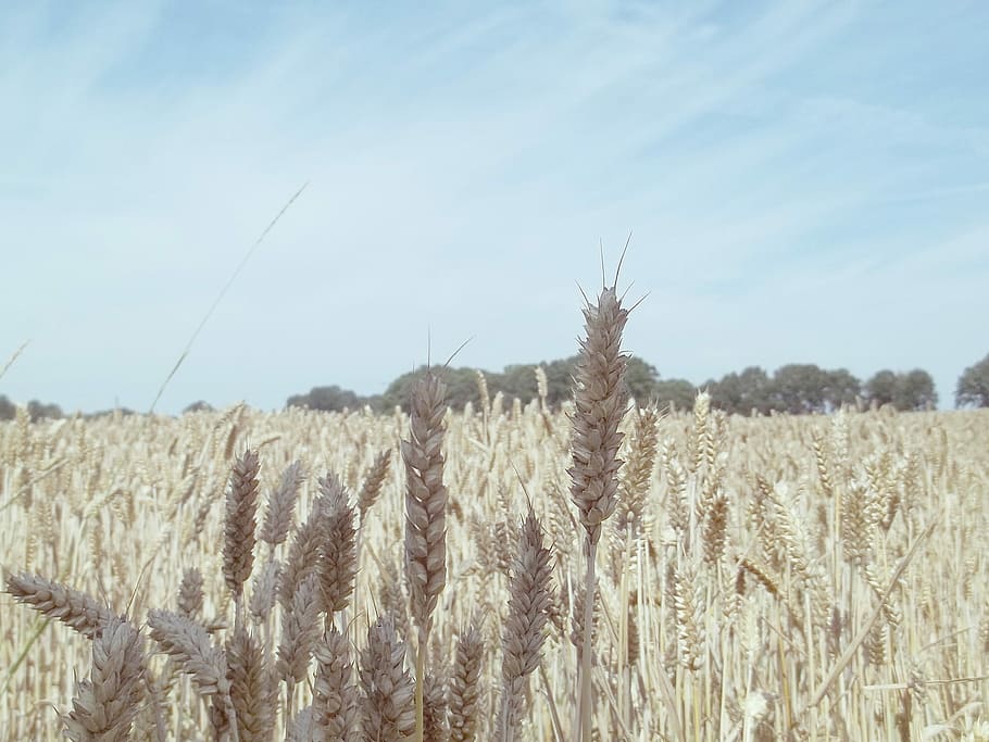 Grain, Cornfield, Ear, Cereals, wheat, agriculture, wheat field HD wallpaper