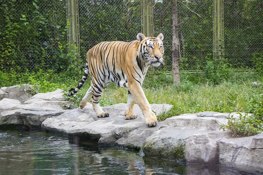tiger, shanghai, animal themes, big cat, animal wildlife, feline HD wallpaper