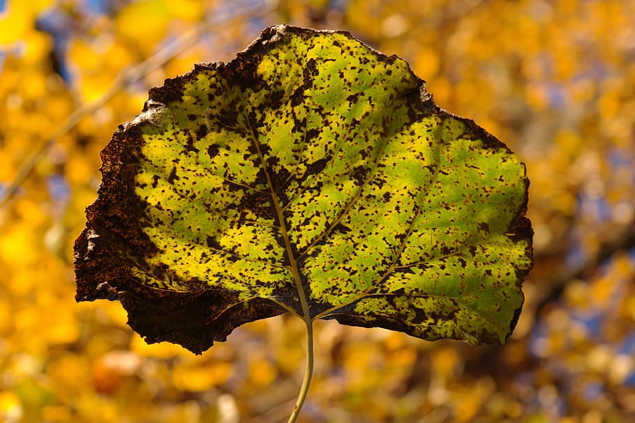 Leaf, Light, Shine, Veins, shine through, leaf veins, poplar HD wallpaper