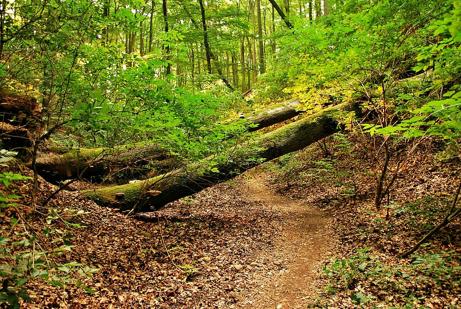Tree, Forest, Nature, woodland, outdoors, scenics, plant, growth HD wallpaper