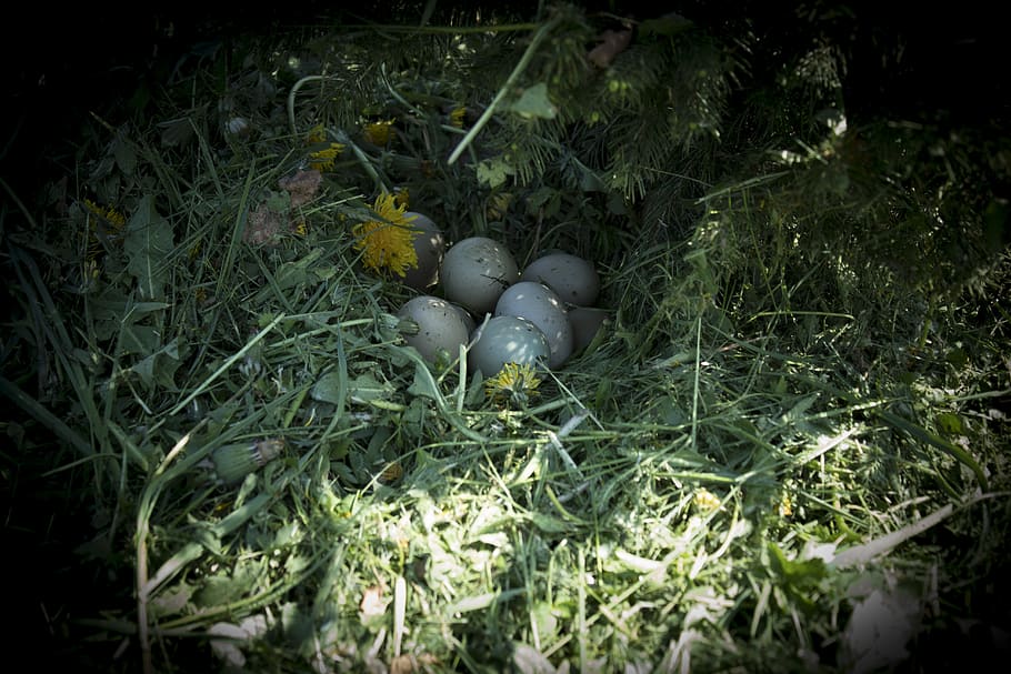 nature, pheasant, eggs pheasant, plant, no people, growth, land HD wallpaper