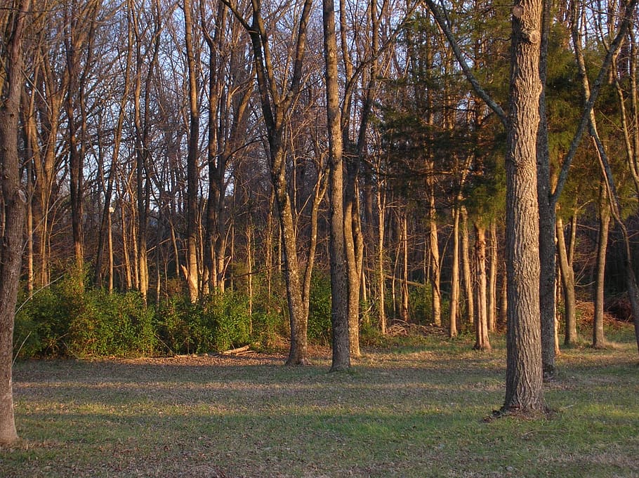 forest, trees, countryside, landscape, sunset, fall, plant HD wallpaper