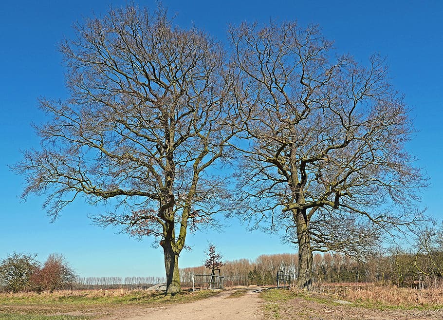 oak, solitaire, wintry, flat land, münsterland, bridge brook HD wallpaper