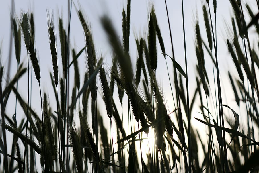 grain, wheat, cereals, back light, field, agriculture, sky HD wallpaper