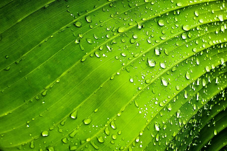 close-up photo of dew drops on green leaf, rib, nature, water HD wallpaper