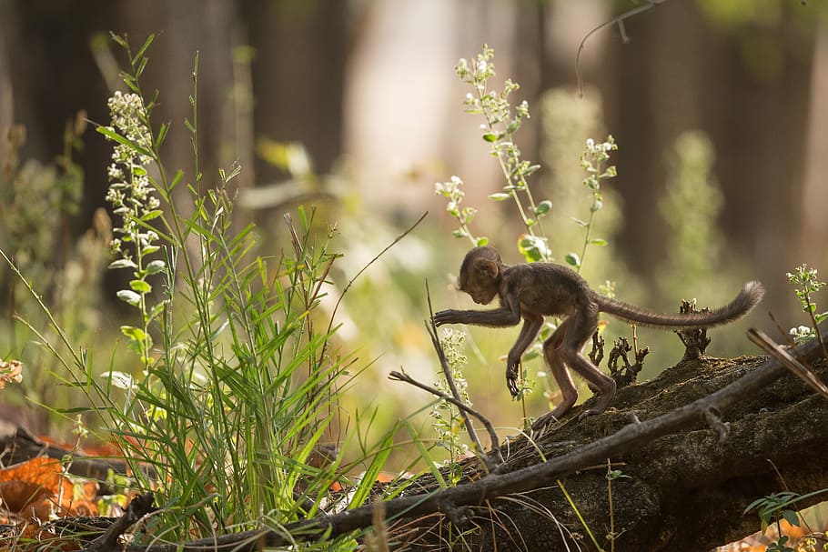 monkey standing on tree beside petaled flowers, primate walking on tree trunk