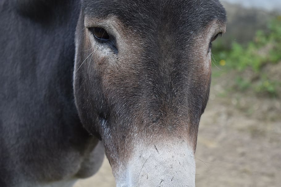 Donkey, Head, Close, Eyes, Forehead, partially receptive, section HD wallpaper