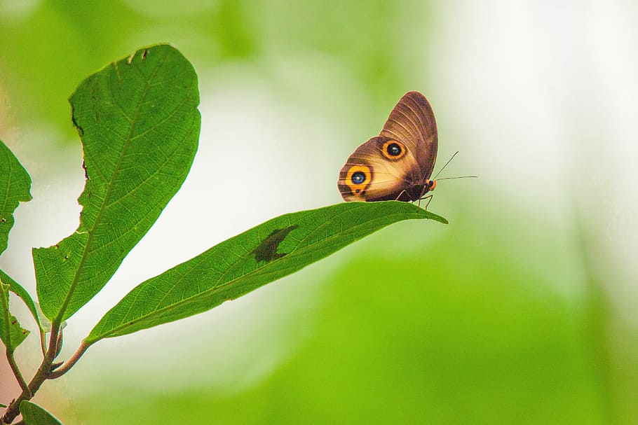 brown butterfly on green ovate leaf during daytime, Janome, Foliage, HD wallpaper