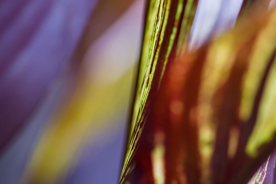 abstract, nature, leaf, leaves, autumn, macro, macro photography HD wallpaper