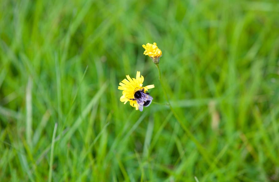 bourdon, bee, flower, insect, nature, spring, foraging, plant, HD wallpaper