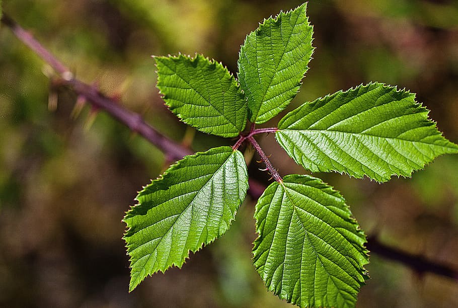 closeup photography of green leafed plant, foliage, blackberry leaves, HD wallpaper