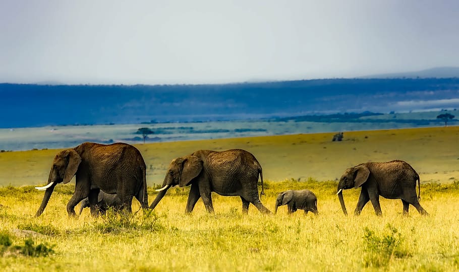 HD wallpaper: four grey elephants on green grass, africa, safari ...