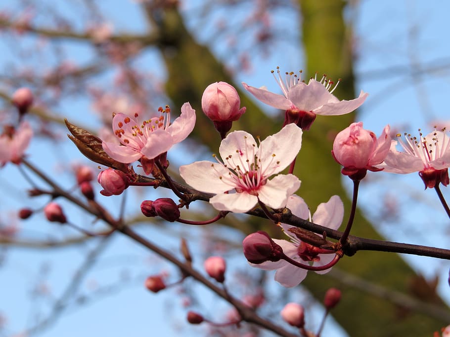 selective focus photography of pink cherry blossom tree, bloom HD wallpaper