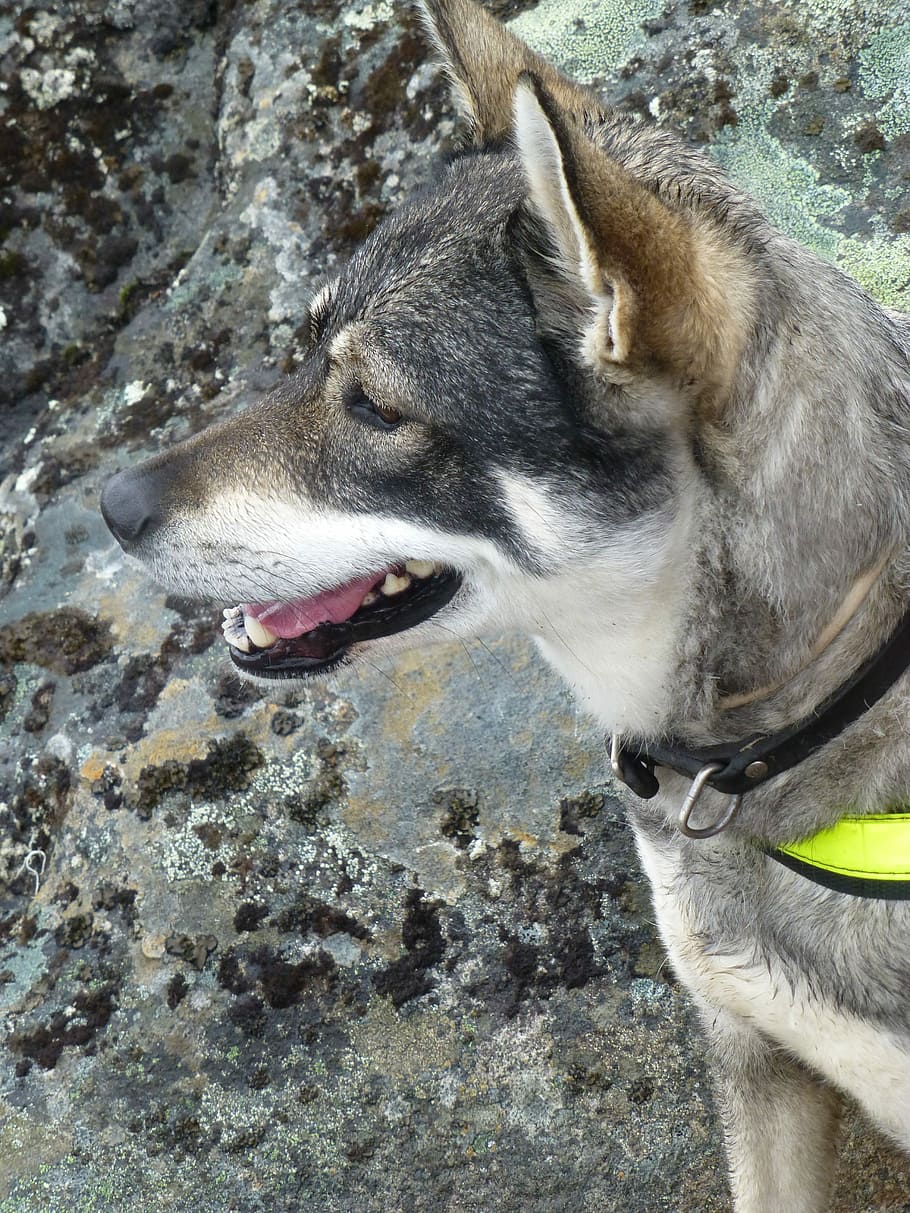 Dog, Norway, Mountain, one animal, pets, domestic animals, animal themes HD wallpaper