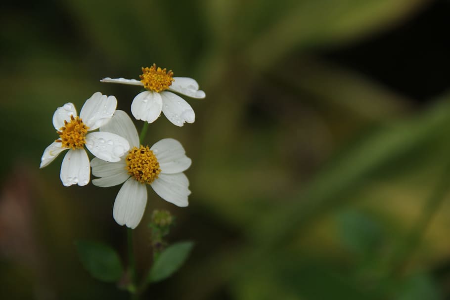 Wild Flowers, Point, Small, Fresh, small fresh, fragility, white color HD wallpaper