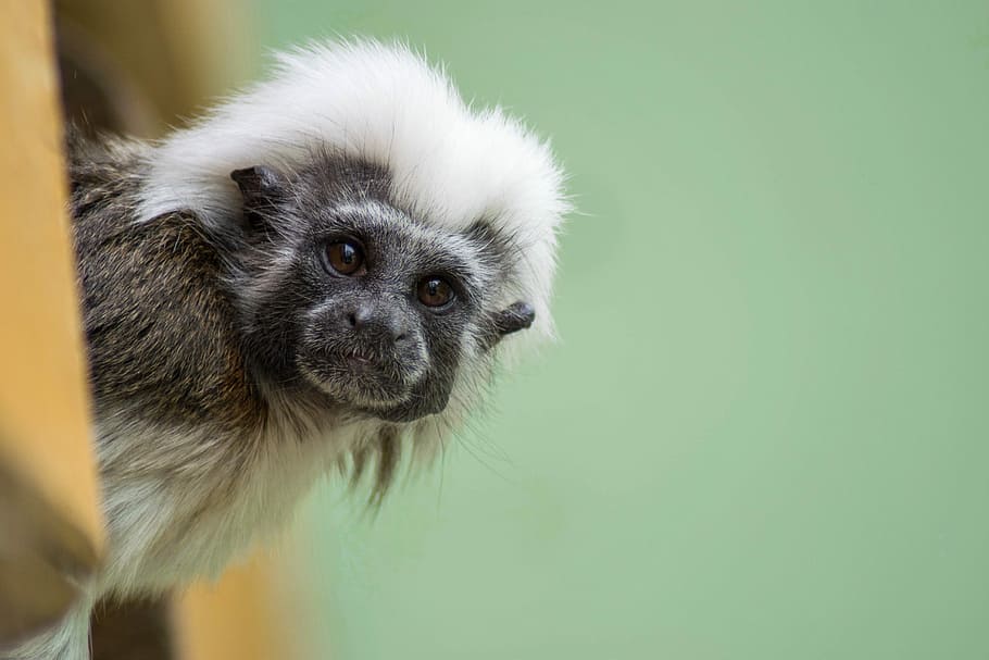 monkey, zoo, animal, sitting monkey, cute, nature, small, hair HD wallpaper