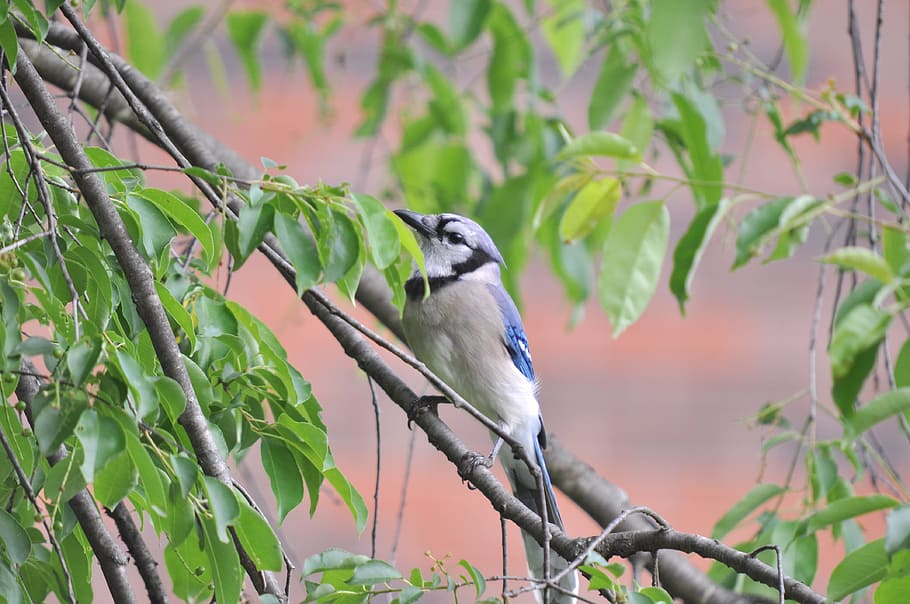 blue jay, bird, bluejay, vertebrate, animal wildlife, animal themes HD wallpaper