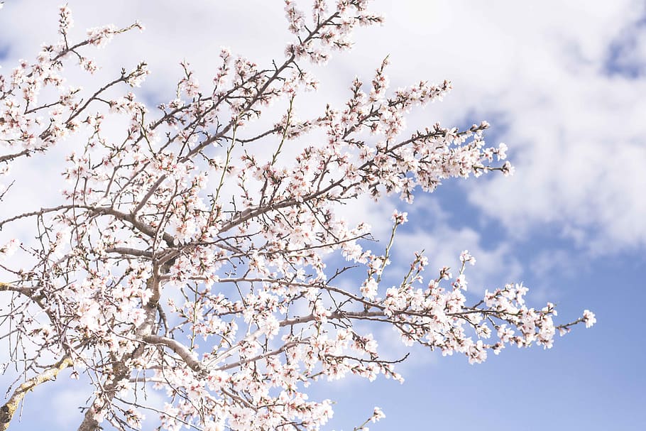 white petaled leaf tree under white and blue cloudy sky, sakura HD wallpaper