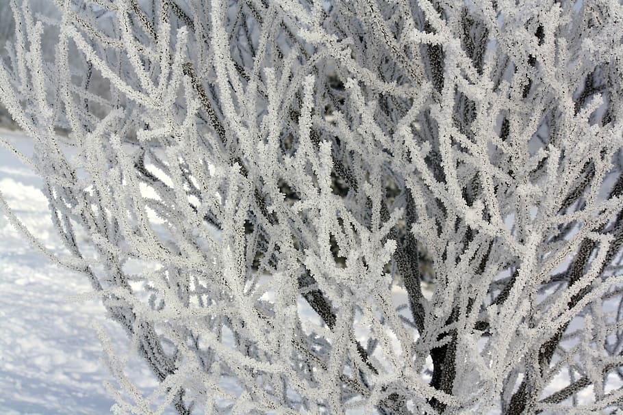 tree, winter, snow, cold, white, nature, frost, cold temperature HD wallpaper