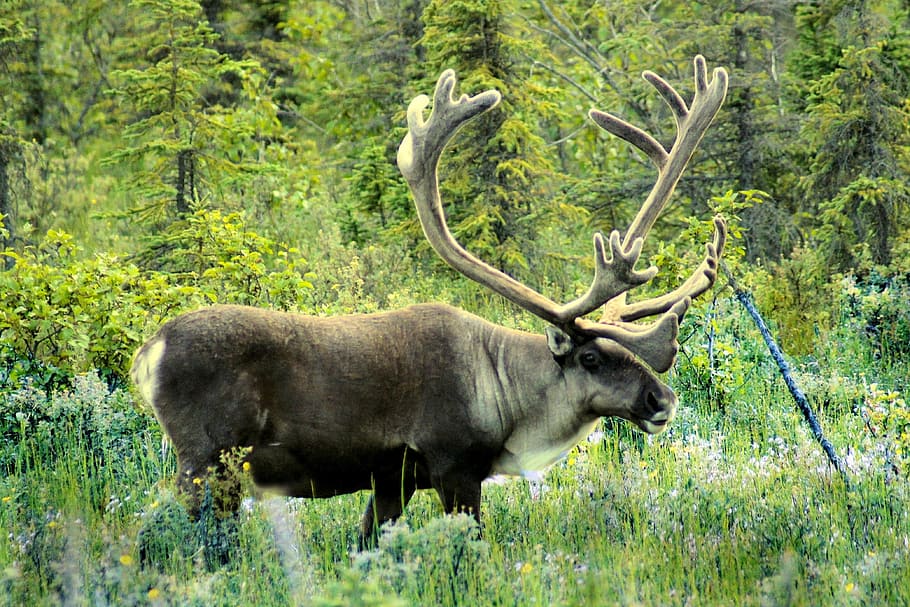 gray moose standing on green grass field, Caribou, Meadow, Alaska