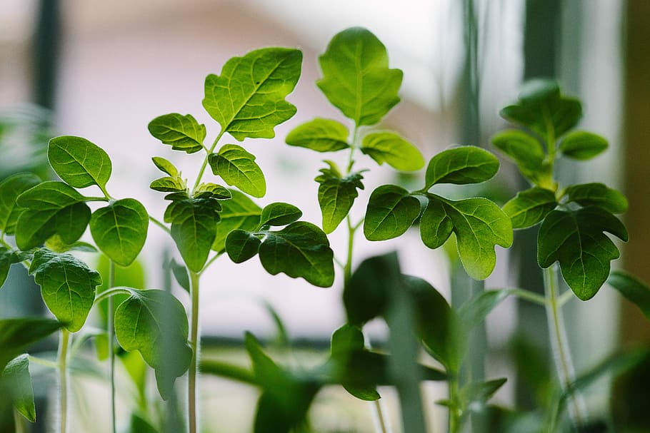 selected focus photo of green leaf plants, focus photography of green leafed plant HD wallpaper