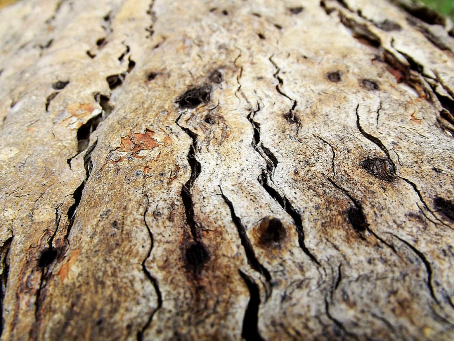 Wood, Bark, Tree, Macro, Closeup, Nature, texture, pattern HD wallpaper