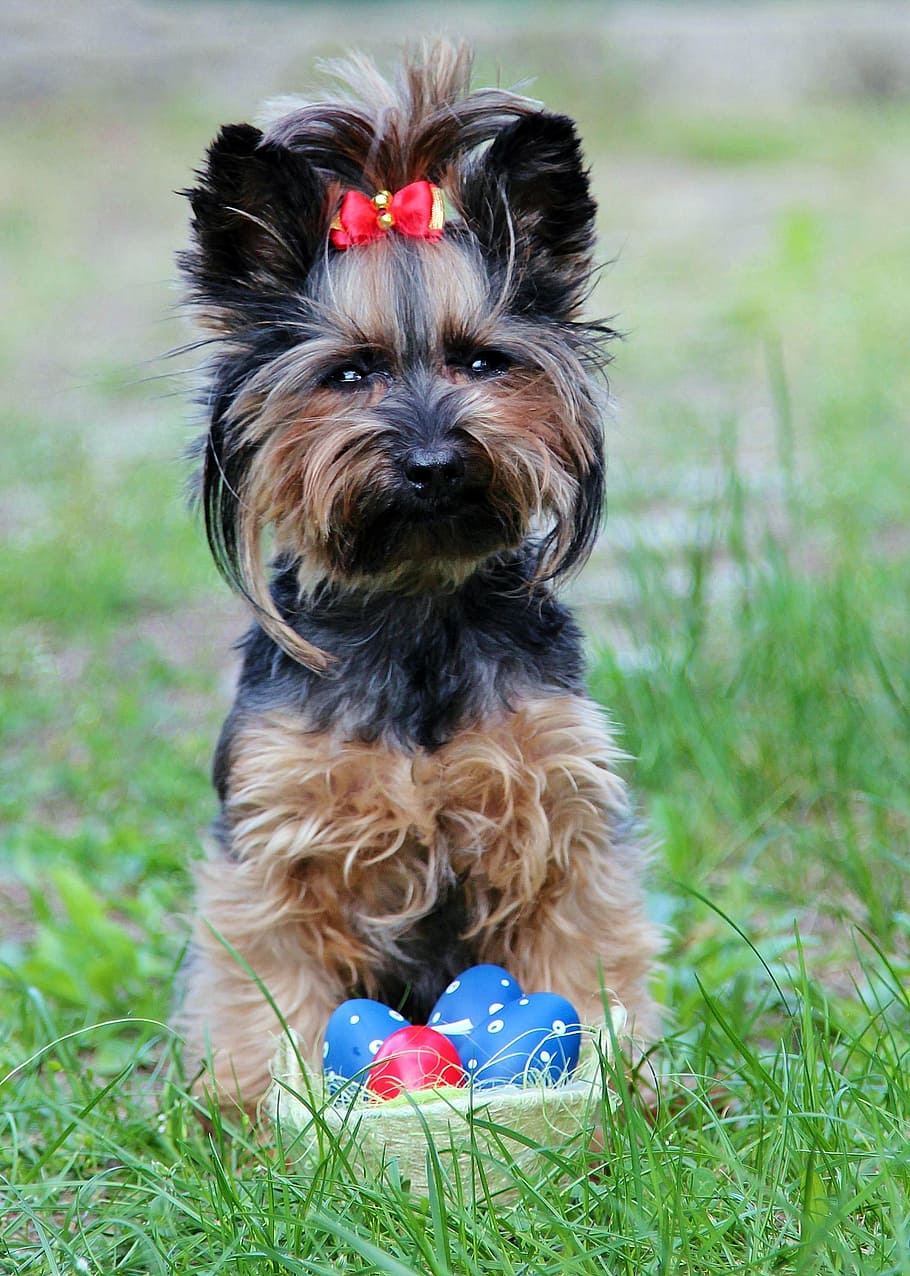 Yorkie, Eggs, Bow, Easter, Dog, sitting, pets, yorkshire Terrier HD wallpaper